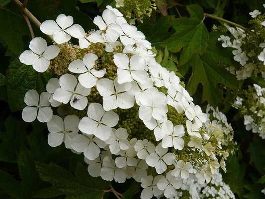 Hydrangea Plants - 5 Rooted Oakleaf 'Snow Queen' Shrubs - Native Perennial - Hydrangea quercifolia