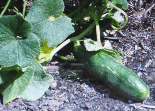 Cucumber Seeds - Muncher Variety - 25 Seeds - Cucumis sativus