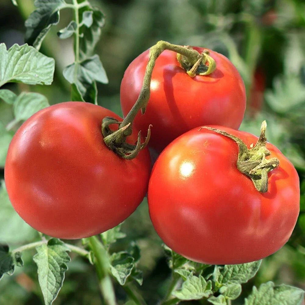 Heirloom Tomato Seeds - 30+ Organic Non-GMO Drought Resistant - Solanum lycopersicum