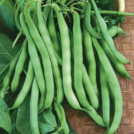 Provider Bean Seeds 50 Ct Heirloom Bush Green Vegetable Garden Seeds (Phaseolus vulgaris) - USA Grown