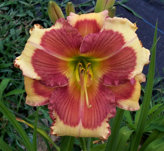 Daylily Plant - Hello Screamer - Colorful Perennial Flower - Hemerocallis 'Hello Screamer'
