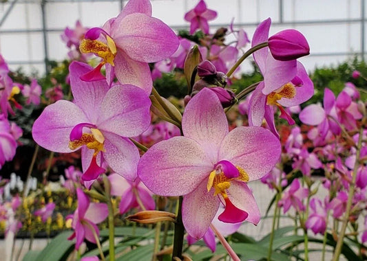 Spathoglottis Harmony Orchid Plant - Rooted Terrestrial Orchid in 3" Pot - Vibrant Colorful Blooms - Tropical Orchid