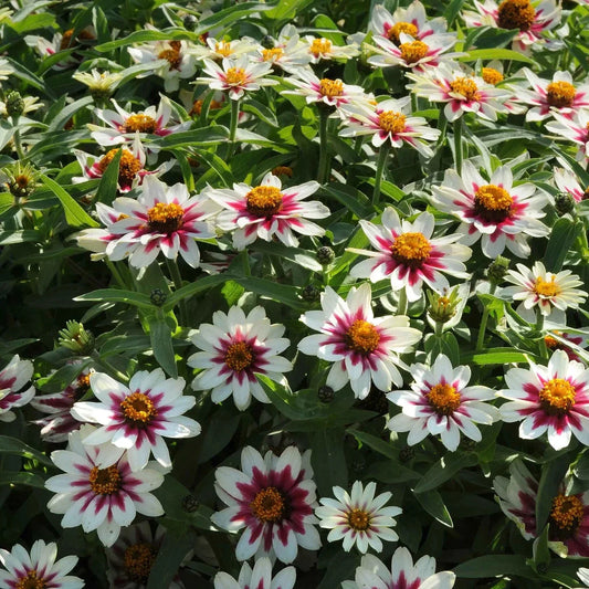 Zahara Starlight Rose Zinnia Seeds - 100+ Premium Garden Seeds - Zinnia elegans - USA - Free Shipping
