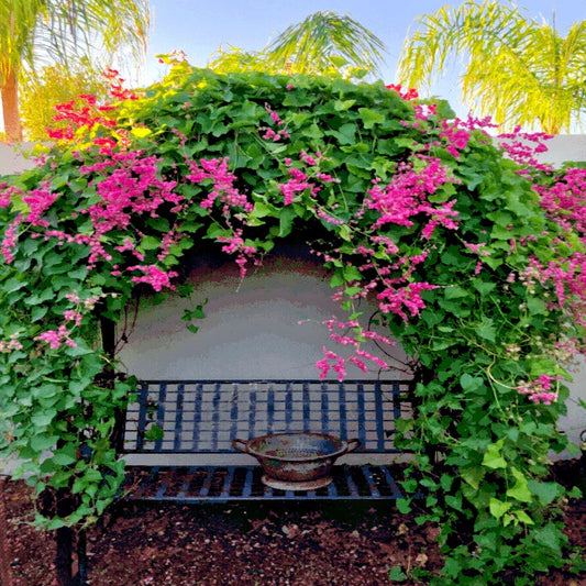 Coral Vine Seeds - Pink Flower Mexican Creeper (Antigonon leptopus) - Chain of Love Plant Seeds