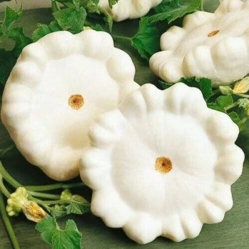 Early White Bush Scallop Summer Squash Seeds - 20 Premium Newly Harvested Seeds (Cucurbita pepo)