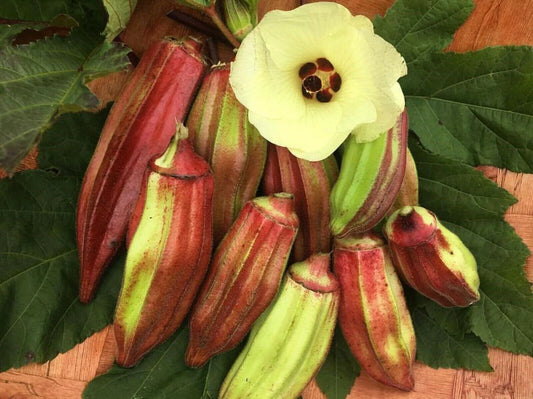 Texas Hill Country Red Okra Seeds - 25+ Heirloom Non-GMO Fresh Seeds for Planting (Abelmoschus esculentus)