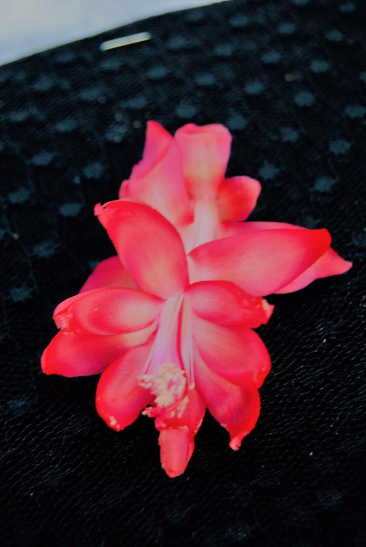 Christmas Cactus Starter Plant - Bella Rosa - Schlumbergera Truncata - Healthy Well-Rooted Succulent for Home Decor