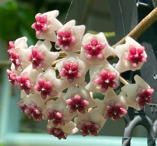 Hoya Obovata Splash Live Plant - 8-Inch Rare Houseplant, Rooted - Tropical Indoor Plant (Hoya obovata)