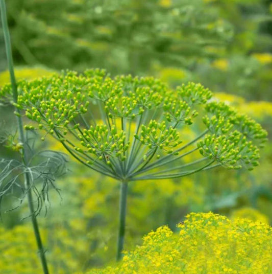 Dill Seeds - Long Island Mammoth Variety - Non-GMO Pickling Herb - Anethum graveolens - 500 Seeds