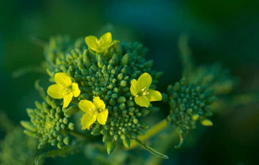 Broccoli Seeds - 50 Seeds - Raab Variety - Brassica oleracea