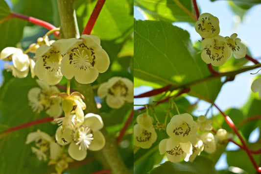 Clark Male Kiwi Pollinator Starter Plant - Live Rooted - Actinidia deliciosa - Zones 4-8