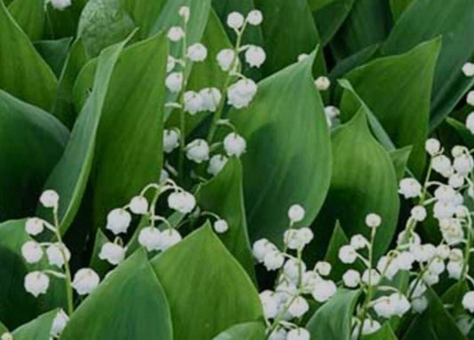 Lily-of-the-Valley Bareroot Plants, May Bells, Convallaria majalis - Fragrant Perennial Ground Cover for Gardens