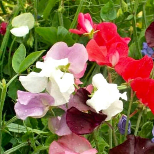 Royal Mix Sweet Pea Seeds | NON-GMO Heirloom | Fresh Garden Seeds | Lathyrus odoratus