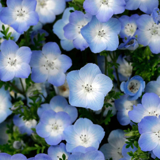 Nemophila Seeds - 200+ Baby Blue Eyes Wildflower Annual - Free Shipping - USA Grown