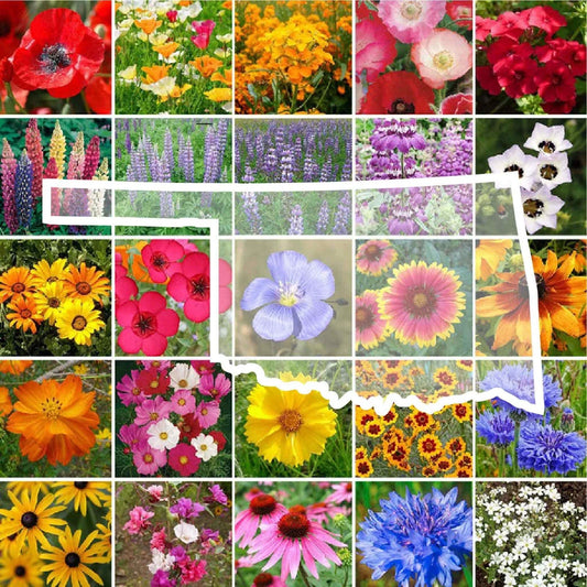 Wildflower Seed Mix - Oklahoma State Flower - Perennials & Annuals - Non-GMO - 1000 Seeds - Native Wildflowers