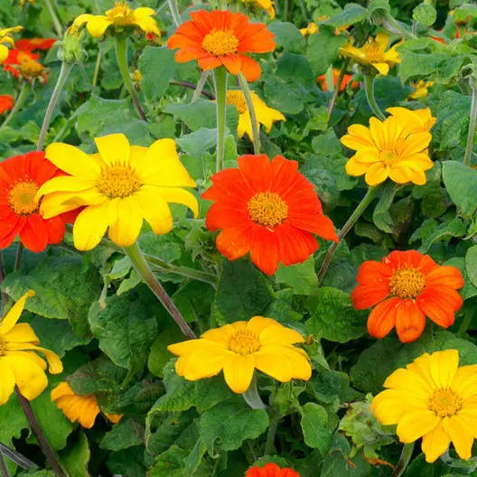 Sunflower Seeds, 50 Pack, Mexican Torch Mix, Orange & Yellow, Non-GMO, Pollinator Friendly, Helianthus annuus