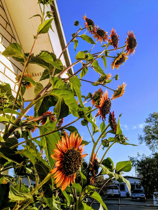 Sunflower Seeds - Velvet Queen - 20 Seeds, Helianthus annuus - Vibrant Colorful Blooms for Gardens and Bouquets