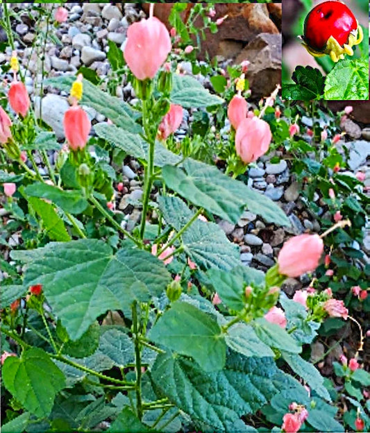 5 Organic Pink Turk's Cap Seeds, Sleeping Hibiscus Flowers, Hibiscus mutabilis