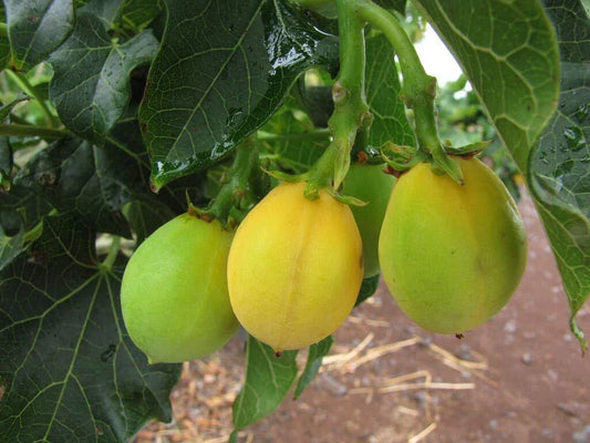 Physic Nut Seeds - 15 Count - Rare Jatropha Curcas - Barbados Diesel Plant