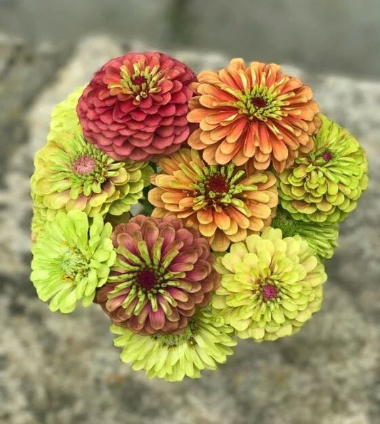 Queen Lime Mix Zinnia Seeds - 100+ Pack for Garden Planting - Zinnia elegans - USA Grown, Free Shipping