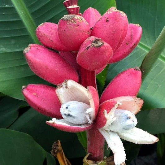 Pink Dwarf Banana Tree Seeds - 10 Rare Musa velutina Fast Hardy for Zone 7b - Tropical Fruit Plant Seeds