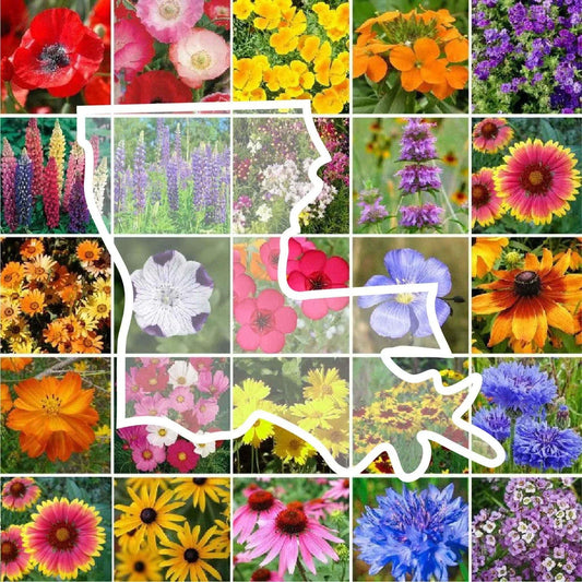 Wildflower Seed Mix - Louisiana State Perennial & Annual - 1000 Non-GMO Seeds - 25 Varieties for USA Gardens