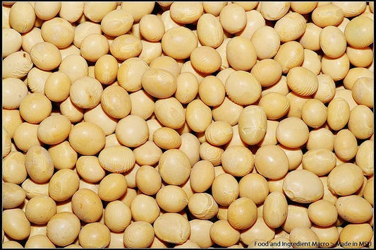 Soybean Seeds - 22 Pack - White Soybean (Glycine max) - GroCo USA - Buy 15, Ships Free