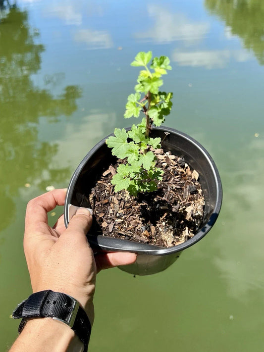 Black Velvet Gooseberry Starter Plant - Well Rooted Superfood Berry - Ribes nigrum - Zones 3-8