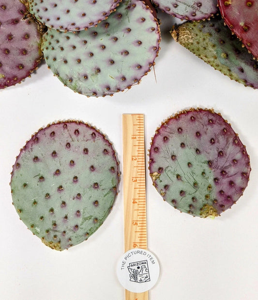 Santa Rita Purple Prickly Pear Cactus - 5-6" Opuntia violacea - 3 Pack - Arizona Grown