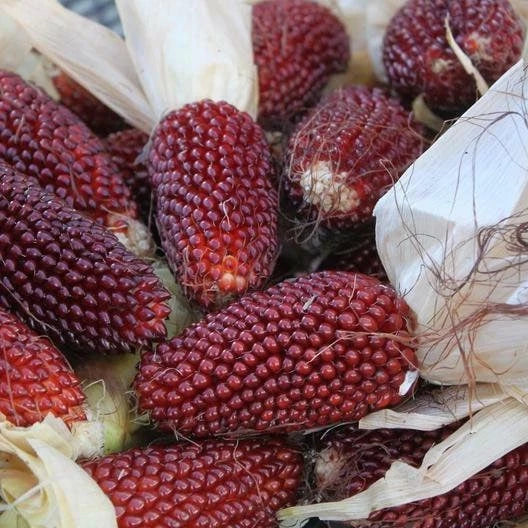 Strawberry Popcorn Seeds - Non-GMO Heirloom Variety for Homegrown Popcorn - Zea mays everta