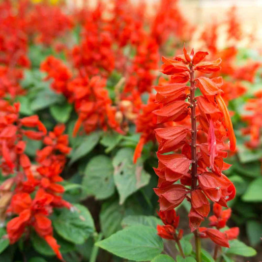 Scarlet Sage Seeds 100+ Non-GMO Perennial Salvia Coccinea Herb - Free Shipping
