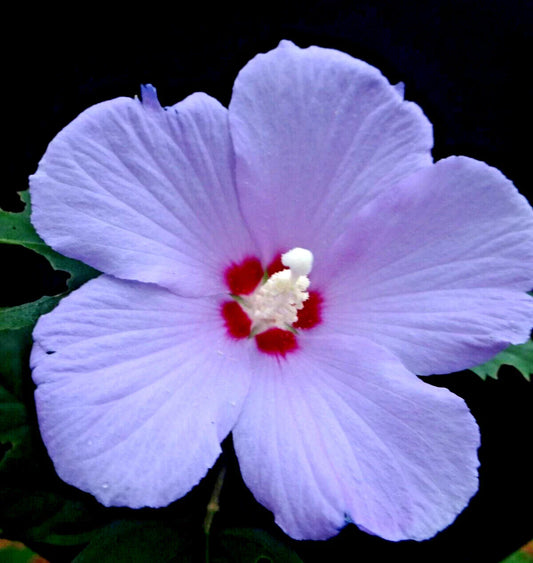 Live Plant Starter Bush Tree - Purple Rose of Sharon Hibiscus Althea - 6" to 1' Tall