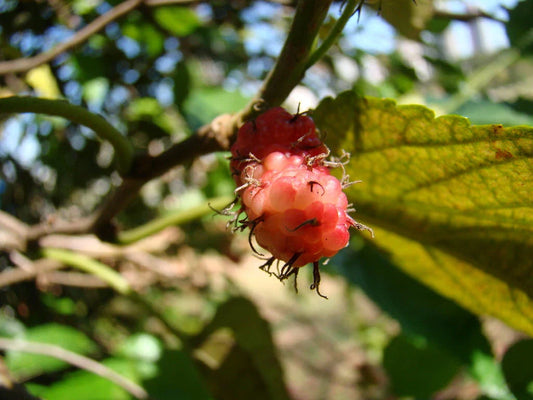 American Mulberry Seeds, Red Mulberry (Morus rubra), 50 Seeds for Planting, Ideal for Home Gardens and Wildlife Attraction