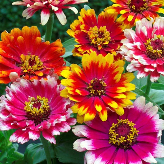 Mixed Zinnia Seeds - 100+ Pack - Colorful Swirls - Zinnia elegans - Ideal for Garden Planting - USA