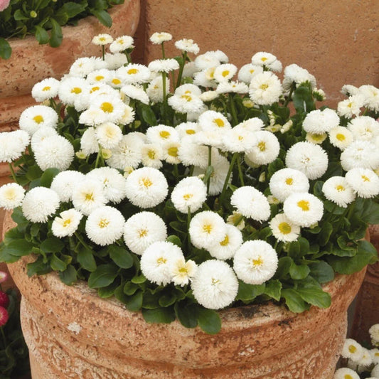 White English Daisy Seeds - 200+ Pack for Garden Planting - Leucanthemum vulgare - USA Origin - Free Shipping