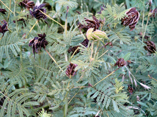 170 Seeds Bundleflower - Fern-Like Foliage - Illinois Bundleflower (Desmanthus illinoensis) - Groco USA - Free Shipping