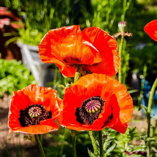 Poppy Seeds - 500 Count - Prince of Orange Red Flowers - Oriental Perennial Poppies - Non-GMO (Papaver orientale)