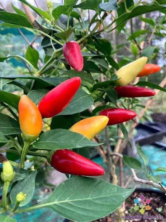 Purira Chile Hot Pepper Seeds - 25+ Pack for Garden Planting - Capsicum annuum - USA