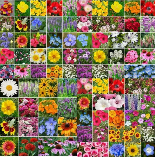 Wildflower Mix Bulk 5000 Seeds LANDSCAPER’S PACK Non-GMO Top Sellers Pure Seed