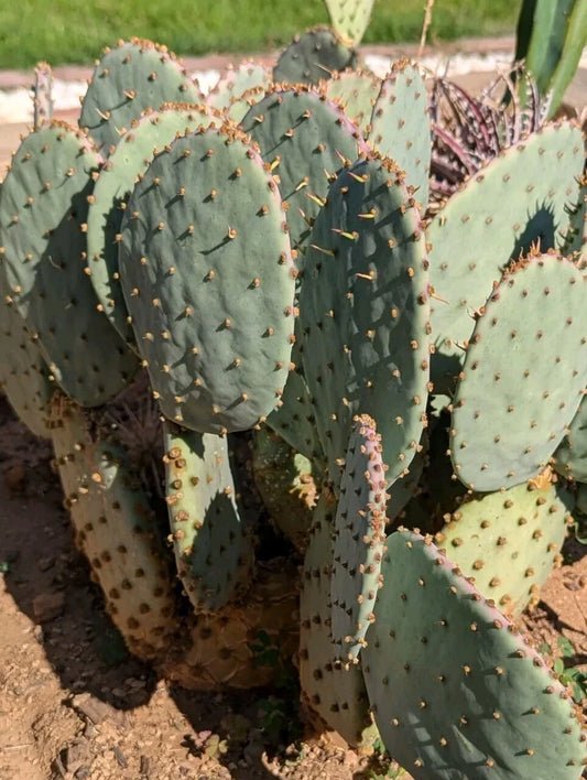 Purple Prickly Pear Cactus Pad (1) Fresh Cut Santa Rita - Opuntia Santa-Rita