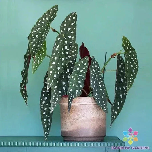 Wightii Begonia Seeds - 25+ Pack for Garden Planting - Begonia wightii - USA Grown
