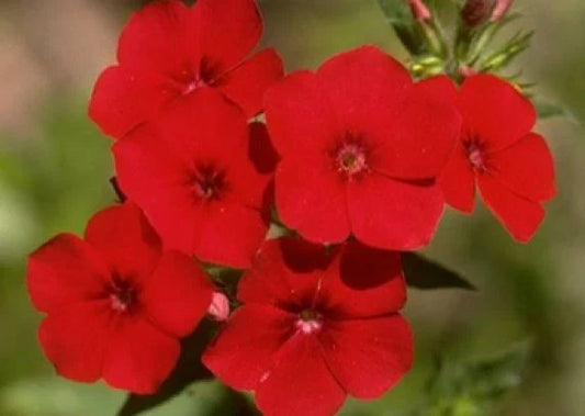 Phlox Annual Red Seeds - 50 Fresh Seeds - Phlox drummondii - Perfect for Gardens and Flower Beds, Free Shipping