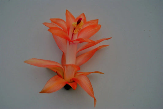 Christmas Cactus Starter Plant - Bradien - Schlumbergera truncata - Well Rooted, Lush Green Foliage, Ideal for Home Decor