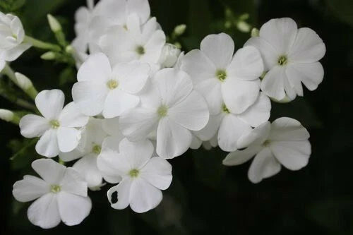 White Phlox Flower Seeds - 50 Pack | Phlox Drummondii - Garden Annuals for Vibrant Blooms