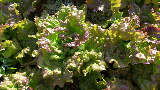 Prizehead Leaf Lettuce Seeds, NON-GMO, Heirloom Variety, Lactuca sativa, Free Shipping