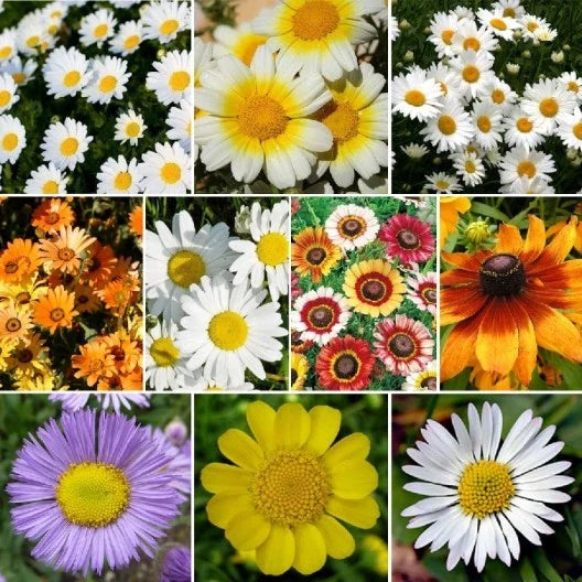Daisy Wildflower Seed Mix, 10 Species Variety Packet, Free Shipping - Bellis perennis, Leucanthemum vulgare, and more