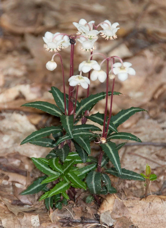 Spotted Wintergreen Live Plant - Bare Root Perennial - Chimaphila Maculata - Outdoor Ground Cover