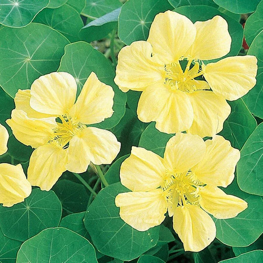 Moonlight Nasturtium Seeds | Creamy Yellow Flowers | Heirloom Non-GMO | Tropaeolum majus