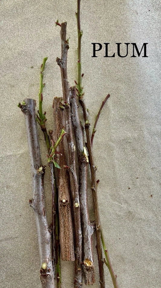 Plum Tree Cuttings for Rooting and Grafting - Prunus domestica