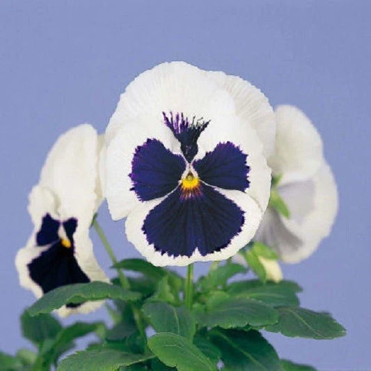 Pansy Seeds - 50 Majestic Giant Blue and White Flower Seeds - Viola tricolor